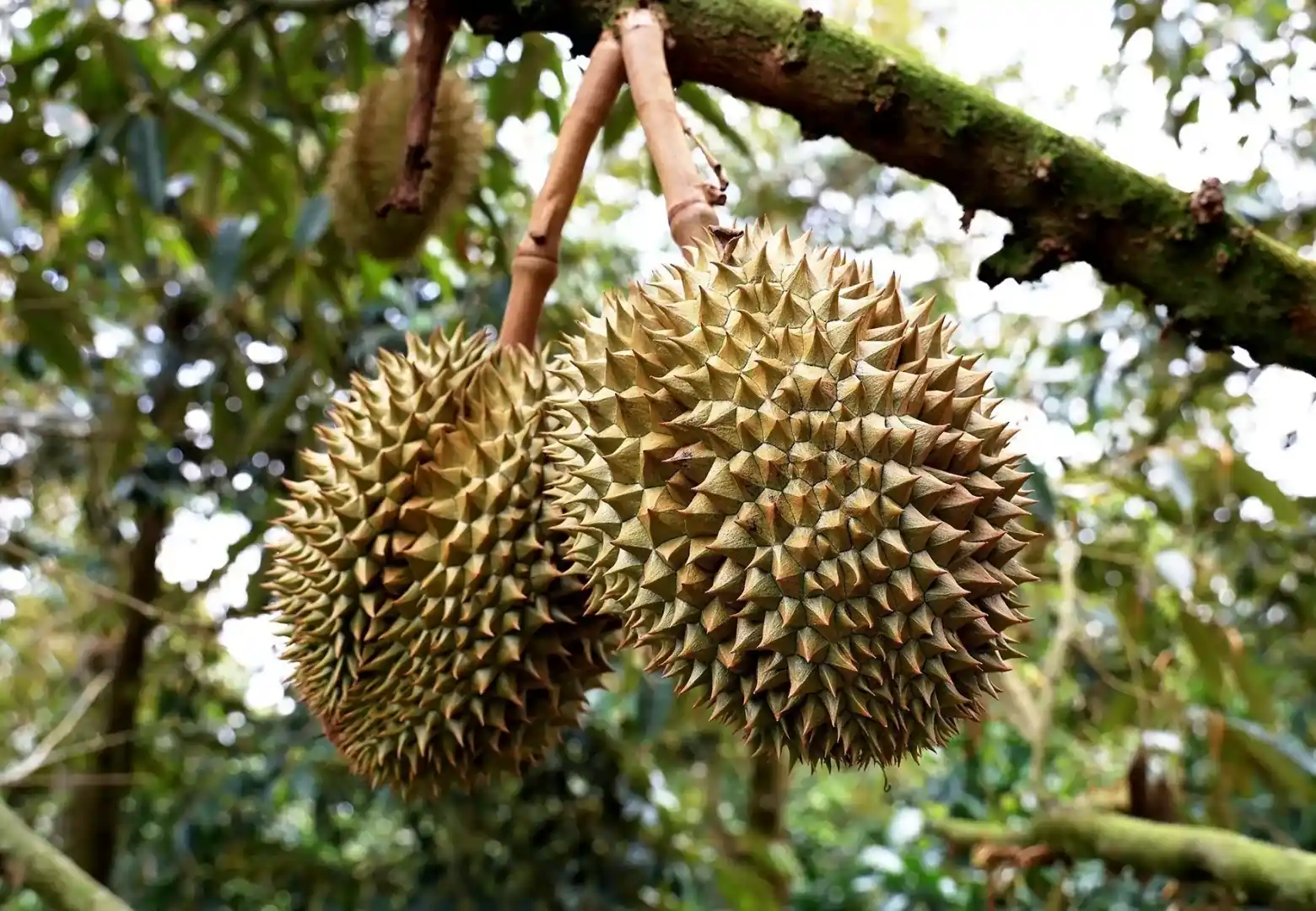 bibit durian