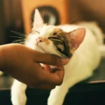 jinak