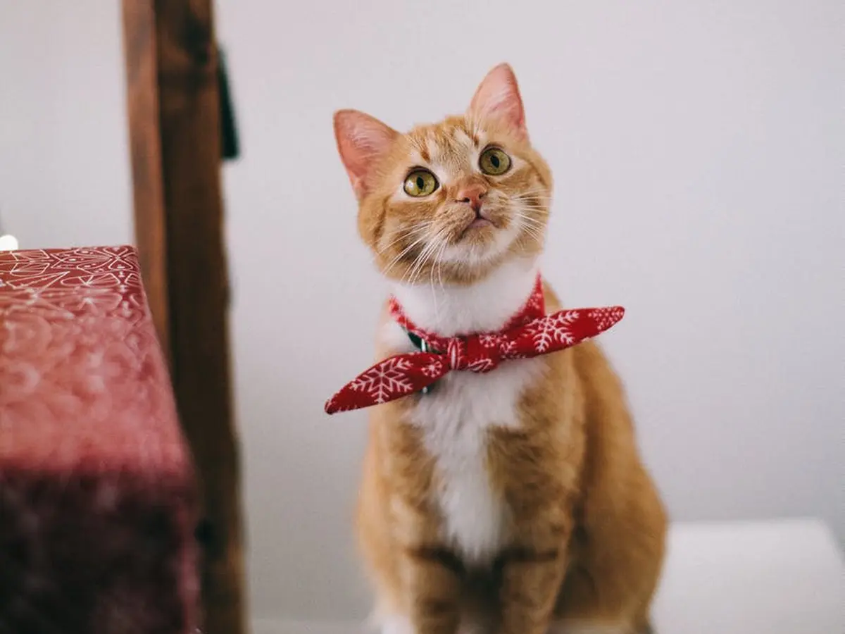 Ciri Kucing Sakit Ginjal
