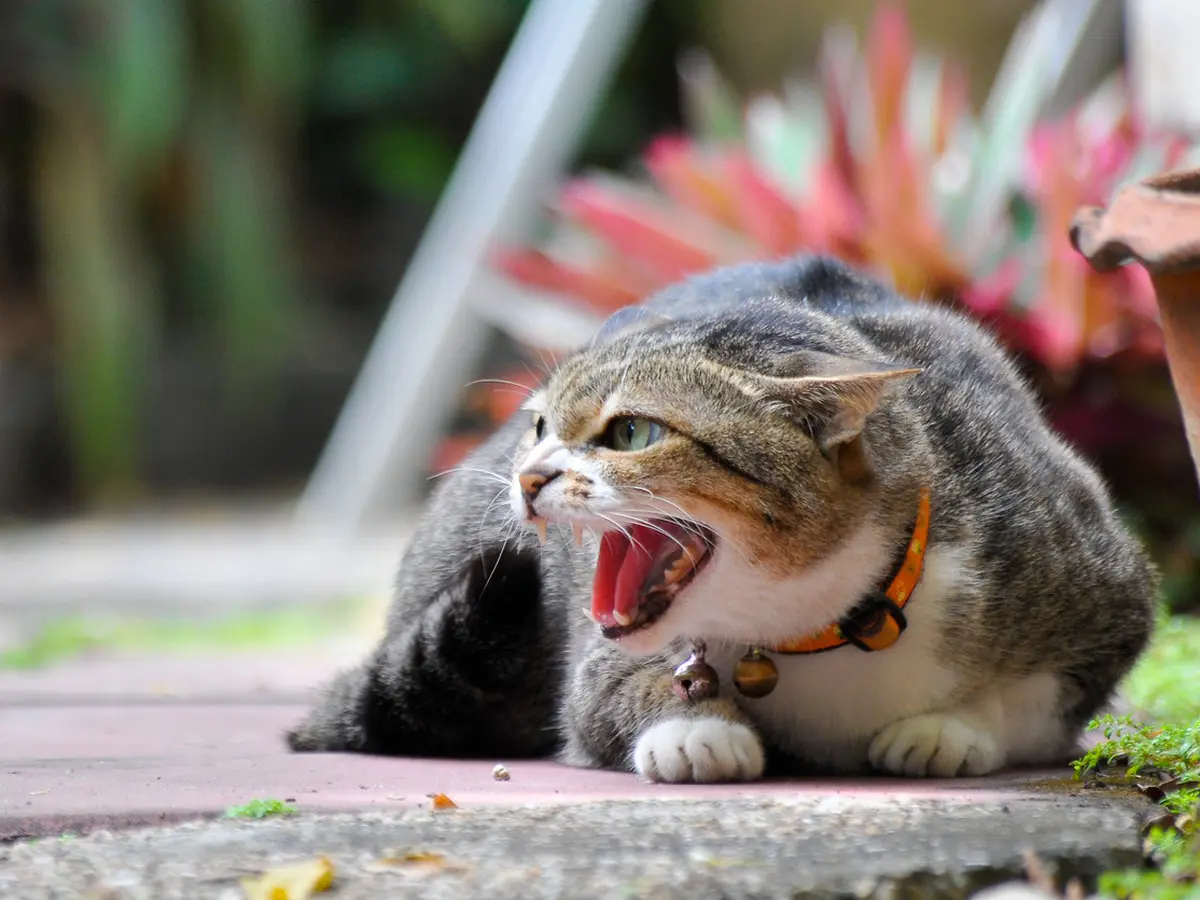 jenis jenis bau yang tidak disukai kucing