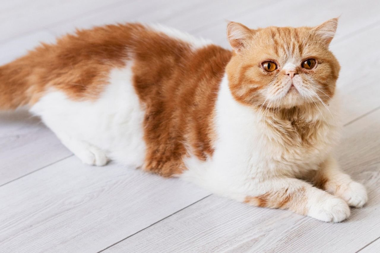 jenis kucing untuk di pelihara