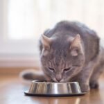 jenis makanan yang membahayakan kucing