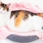makanan untuk kucing hamil