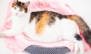 makanan untuk kucing hamil