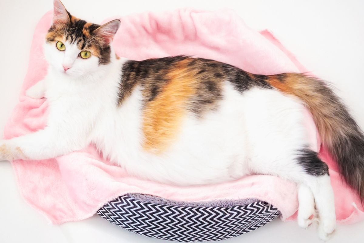 makanan untuk kucing hamil