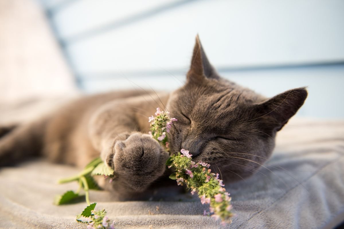 fungsi catnip pada kucing