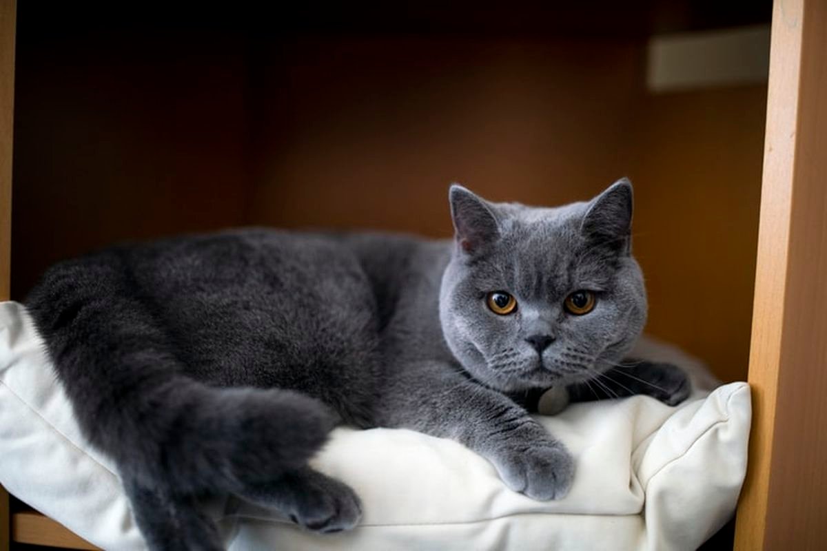 efek madu pada kucing