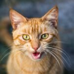 gangguan peredaran darah pada hewan kucing