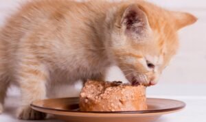 jenis makanan berprotein tinggi untuk kucing