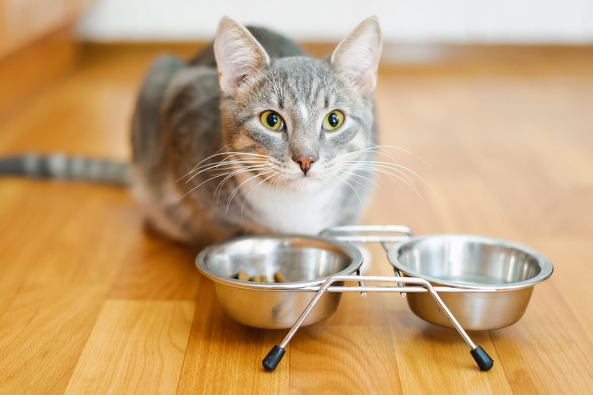 Jenis Vitamin untuk Kucing