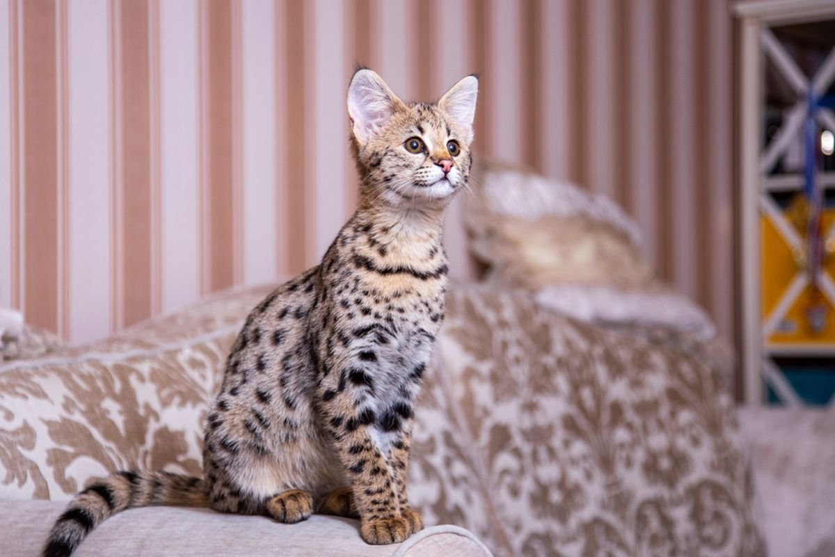 kucing termahal di dunia