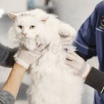 fungsi steril pada kucing jantan