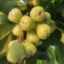 manfaat jambu madu