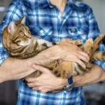 hukum memelihara kucing