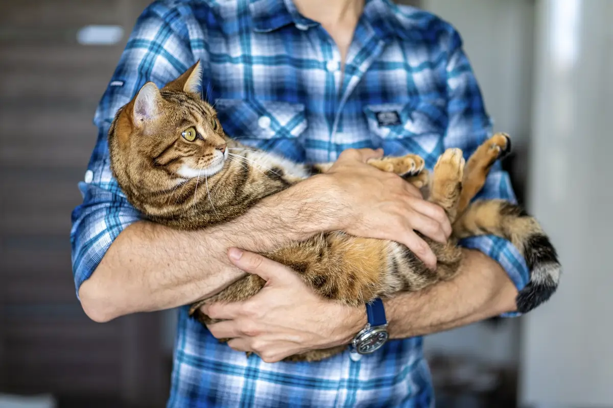 hukum memelihara kucing