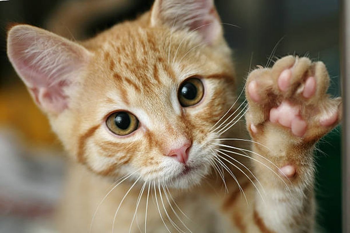 fungsi bantalan halus pada kaki kucing