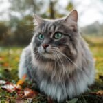 fungsi kebiri pada kucing