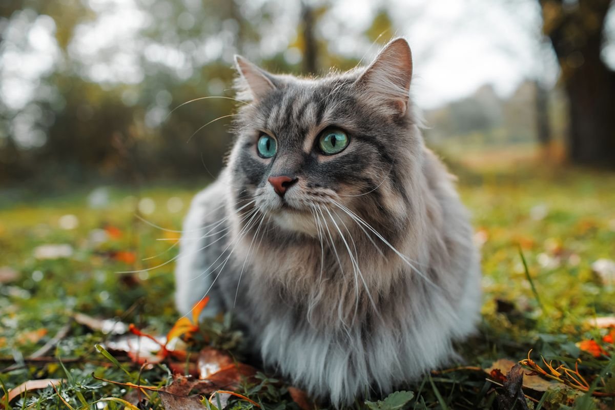 fungsi kebiri pada kucing