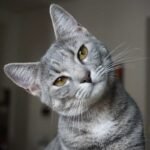 fungsi kumis bagi kucing