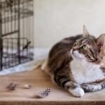 kandang kucing
