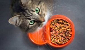 Jenis Makanan Kucing untuk Gemuk