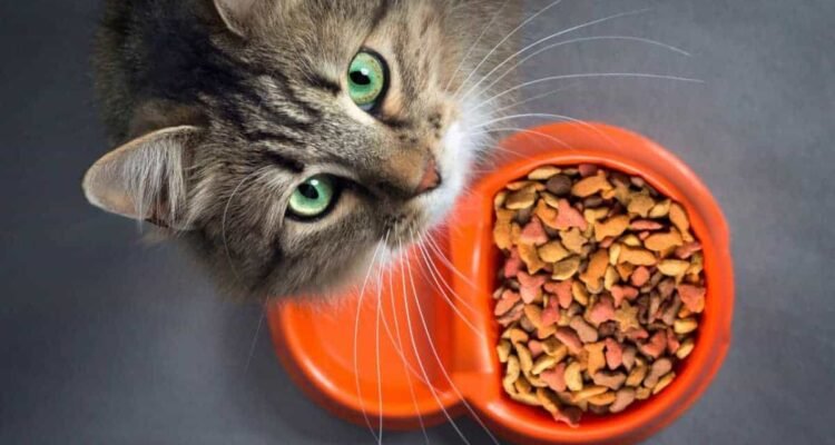 Jenis Makanan Kucing untuk Gemuk