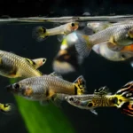 makanan ikan guppy