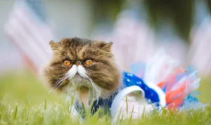 makanan larangan untuk kucing persia