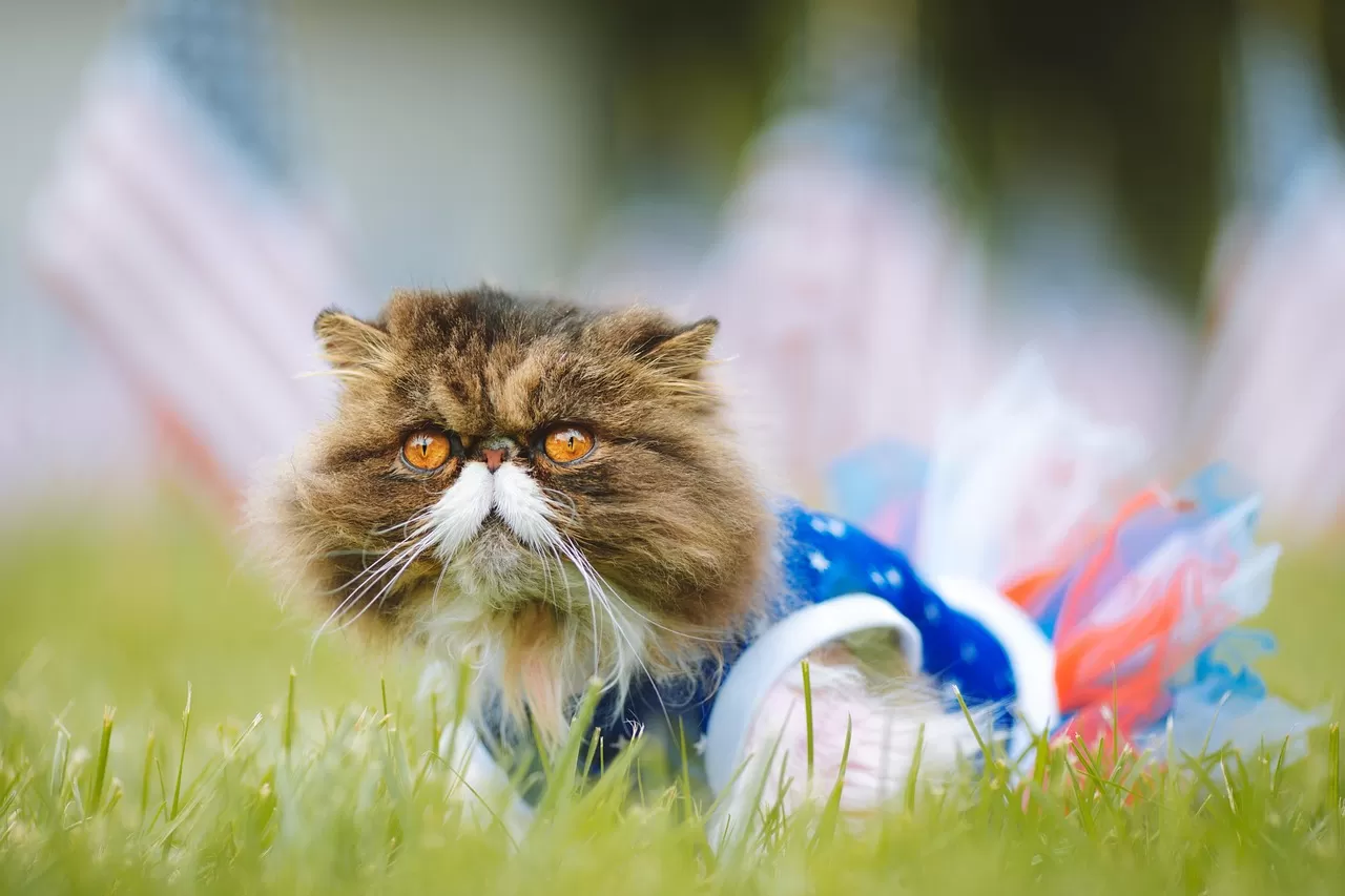 makanan larangan untuk kucing persia