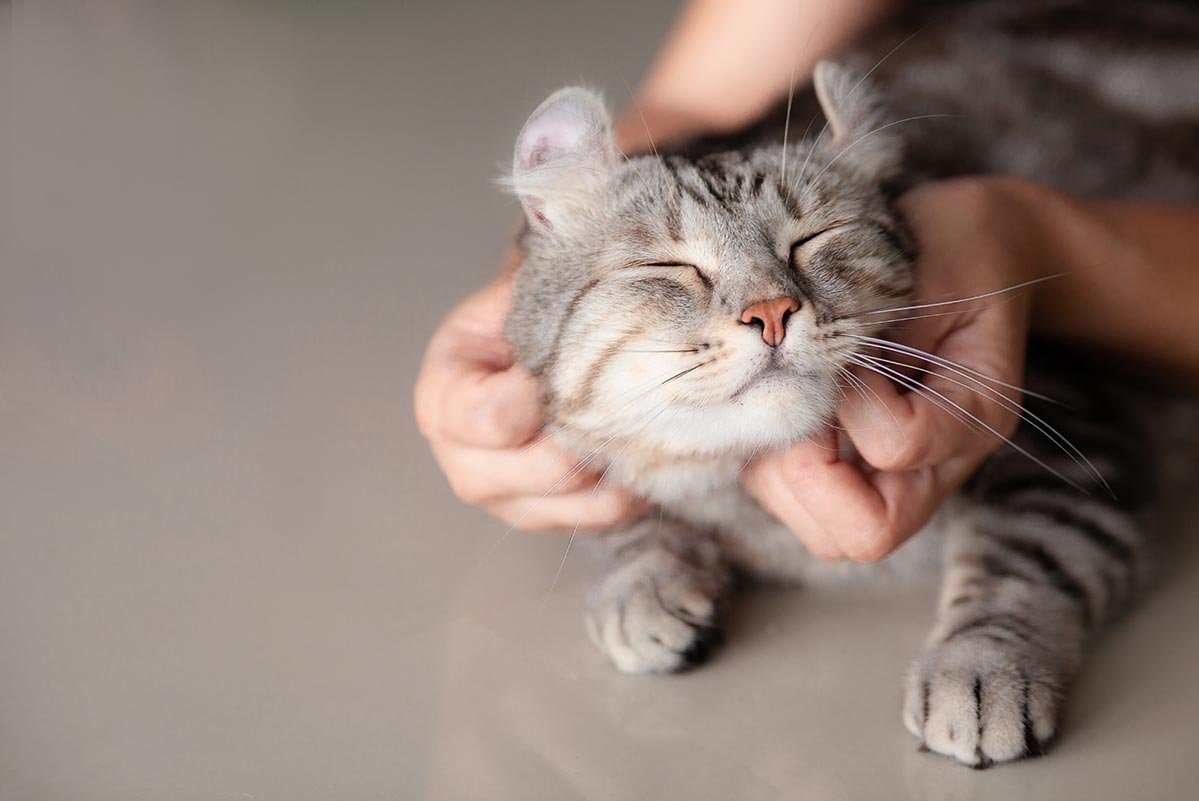 ciri kucing hamil muda