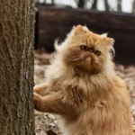 makanan kucing persia