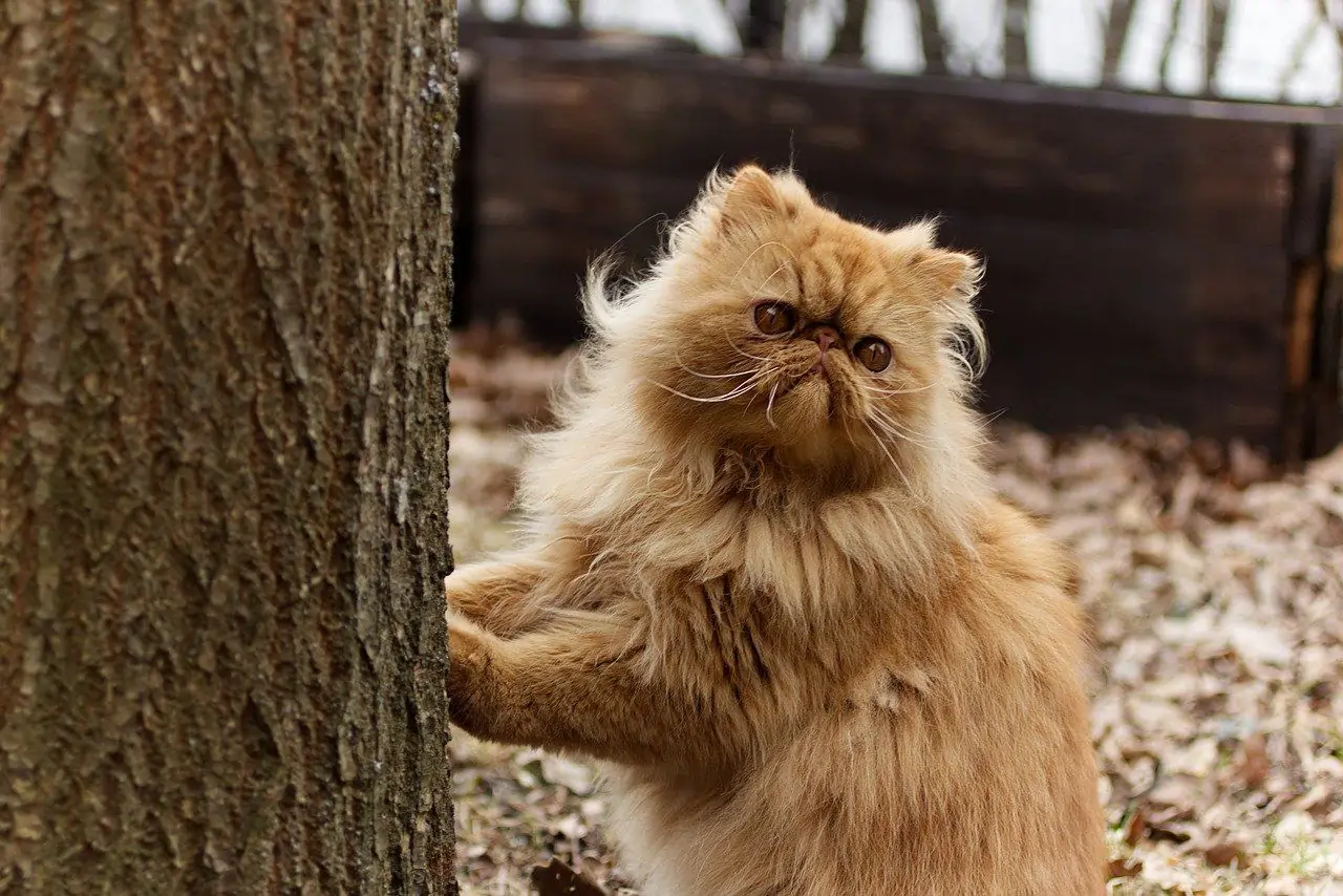 makanan kucing persia