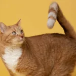 fungsi ekor pada kucing