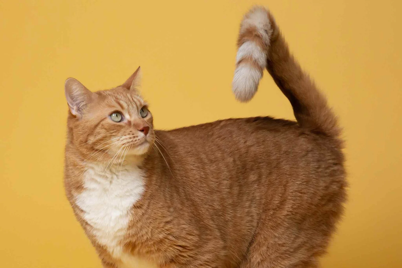 fungsi ekor pada kucing