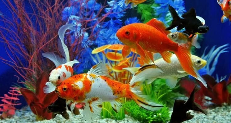 jenis ikan komet