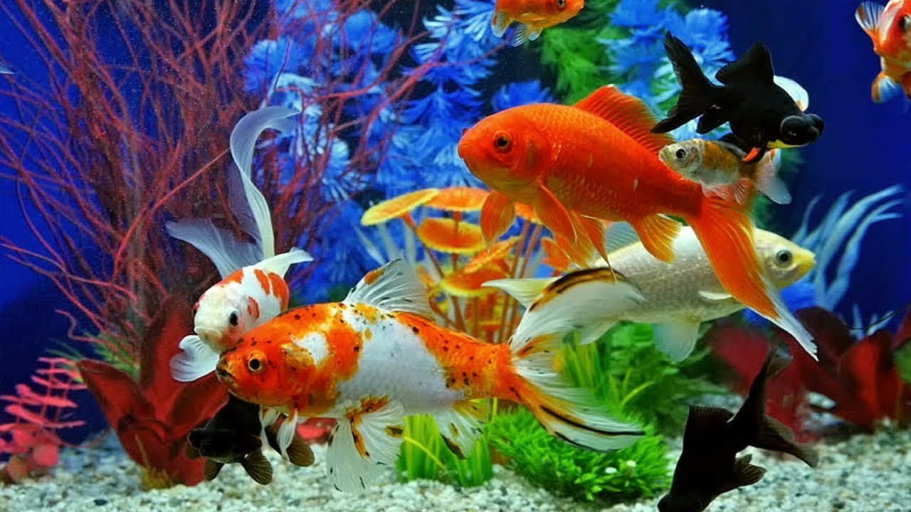 jenis ikan komet