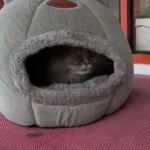kucing takut petir