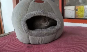 kucing takut petir
