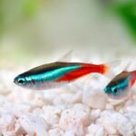 jenis ikan neon