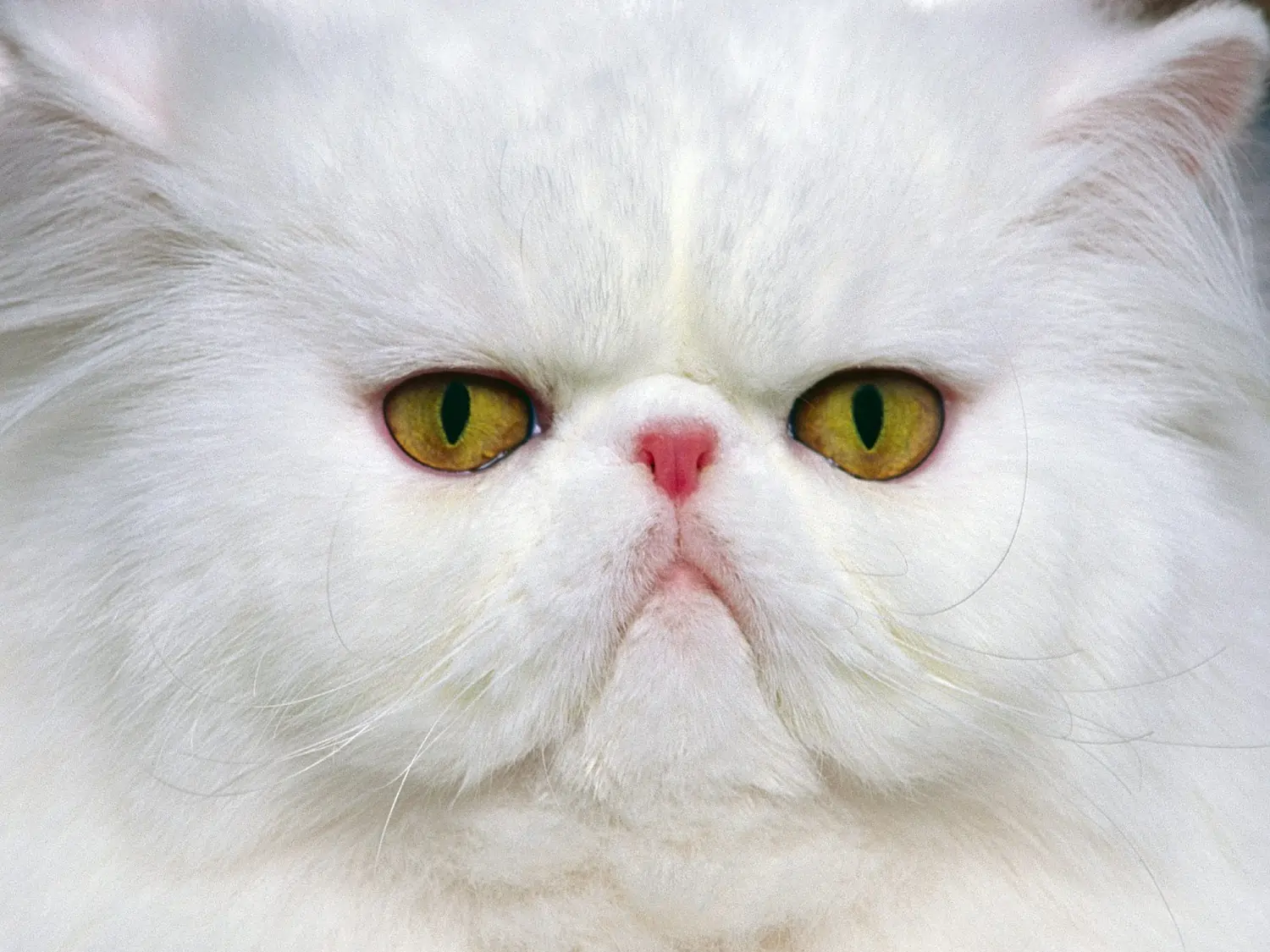 manfaat keju untuk kucing persia