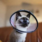 collar