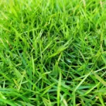 rumput jepang