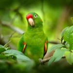 makanan burung nuri