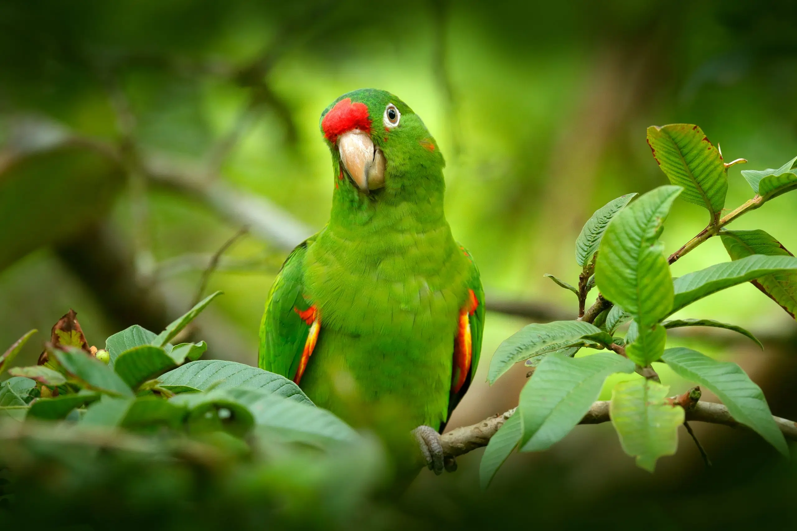makanan burung nuri