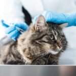 fungsi vaksin pada kucing