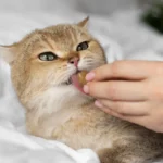 fungsi vitamin b pada kucing