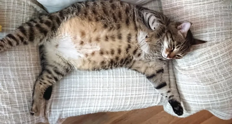 Minyak Ikan untuk Kucing