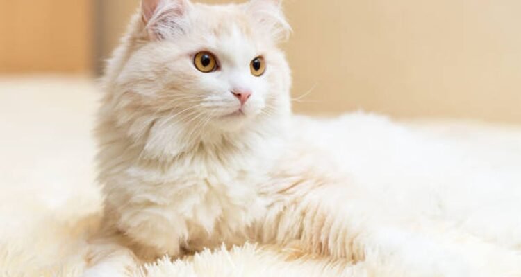 manfaat steril pada kucing betina