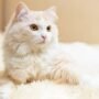 manfaat steril pada kucing betina