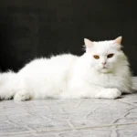 manfaat madu untuk kucing anggora